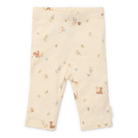 Broekje Forest Nature 